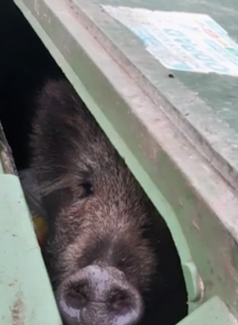 Divá sviňa v kontajneri