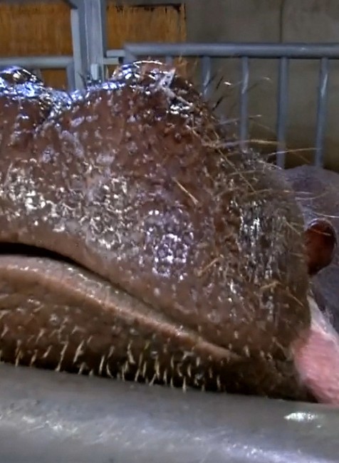 Umývanie zubov hrochom v pražskej ZOO