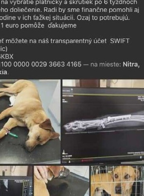 KN Zneuzite tyrane zvierata (2)