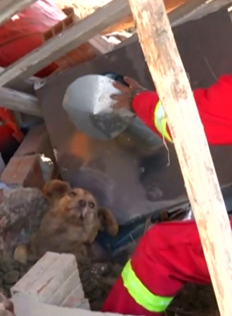 Z ruín domu zachránili psíka