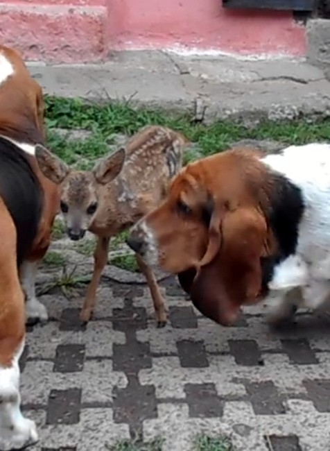 Srnček v novej rodine 