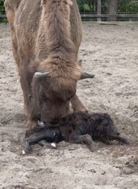 zubríčatko v sninskej ZOO 2024-05-29 o 8.59.51