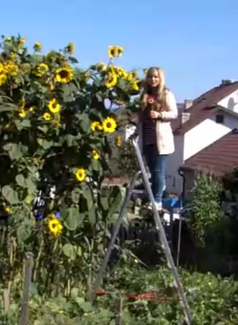 Eve narástli na záhrade 4-metrové slnečnice
