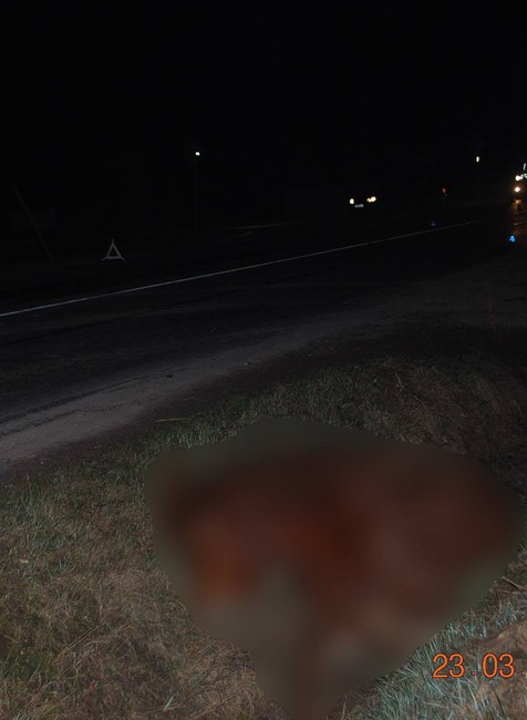 Pri nočnej autonehode uhynuli dva kone. Spolujazdkyňa utrpela mierne zranenia