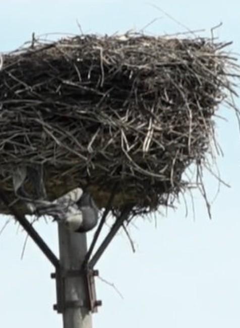 Hasiči pomáhali bocianovi.