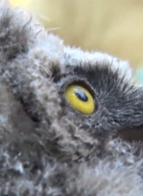 Základná škola v Červenom Hrádku sa pýši piatimi sovičkami 