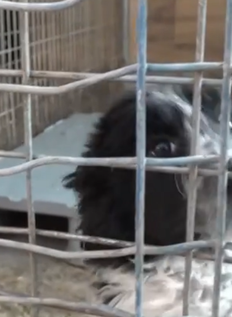 Šteniatka niekto vyhodil vo vreci do lesa