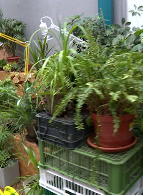 Nedarí sa vám pestovať rastliny? V Starej tržnici pre ne zriadili útulok