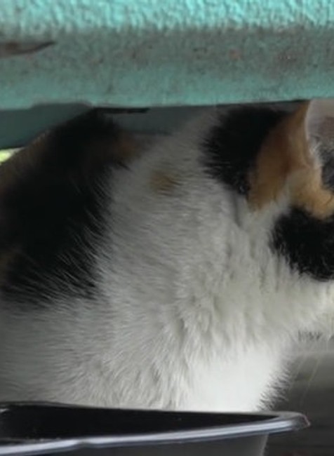 Zvieratá niekto otrávil anestetikom.