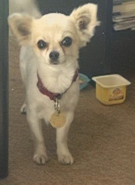 Stratená čivava_Spišská Nová Ves_majiteľ