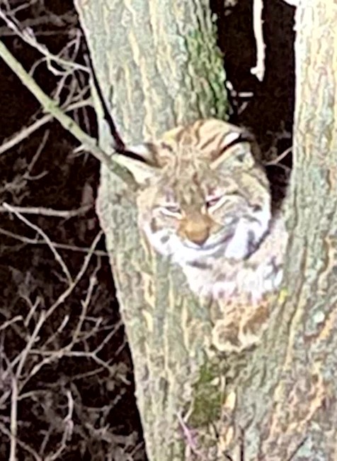 [multi] Rys v meste 4950