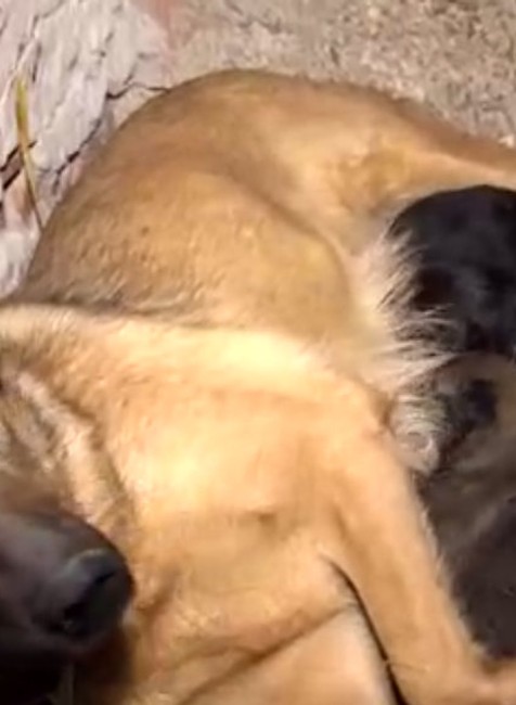 Výskyt pseudobesnoty