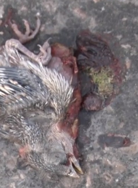 Ľudí nahnevalo orezávanie stromov