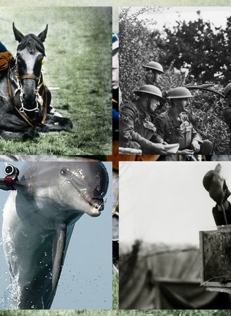 Koláž zvieratá bojovné vojaci vojna svetová