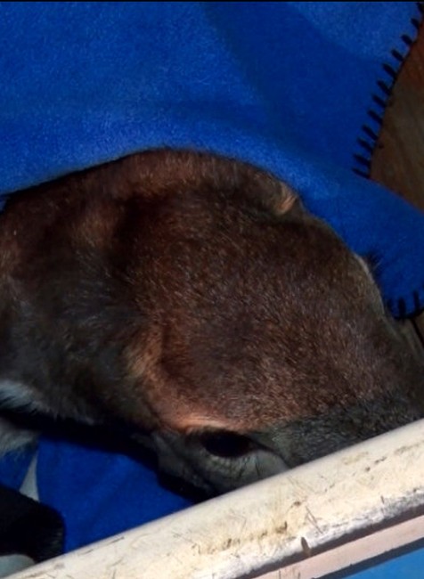 Kuriózna záchranná akcia. Hasiči bojovali o  život srnky, pod ktorou sa rýchlo topil ľad