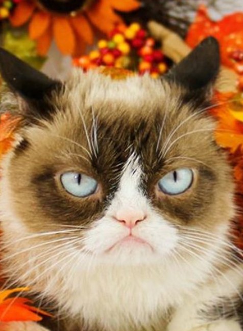 Grumpy Cat