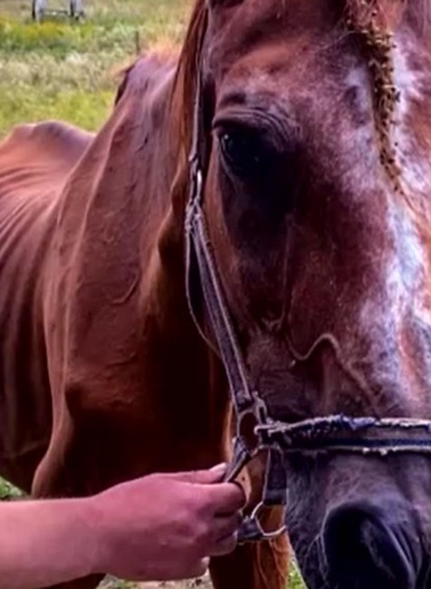 Aktivisti riešia prípad extrémne zúboženého koňa. 