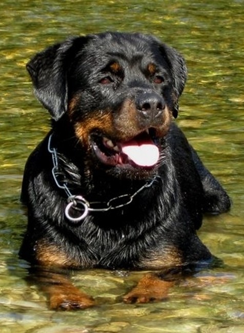 stratená rotvajlerka Akra Zvolen