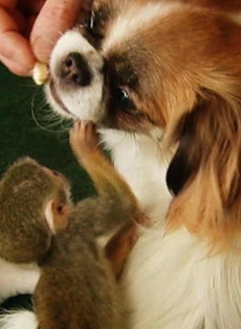 Pes a opica, matka a mlada1