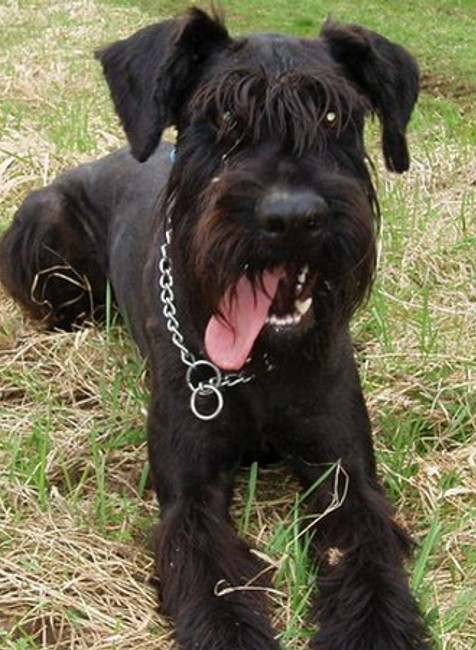 Nevideli ste čierneho bradáča Adara?