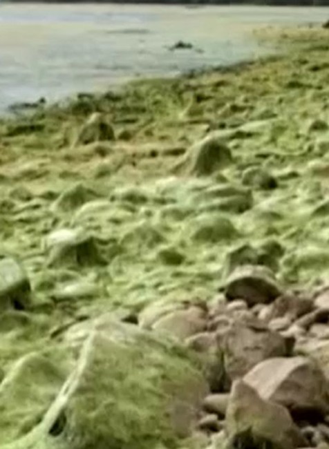 Pozor na nebezpečné sinice v jazerách.