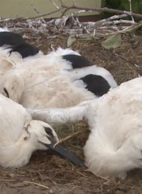 Krúžkovanie bocianov 