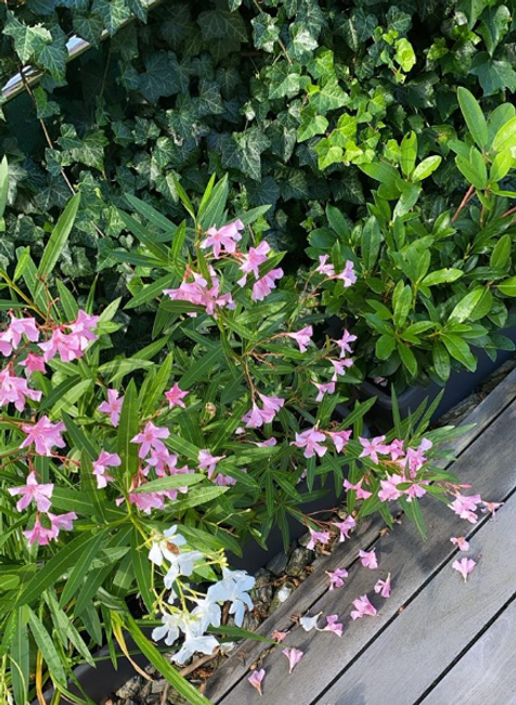 Ivana Gaborik po dovolenke (7)