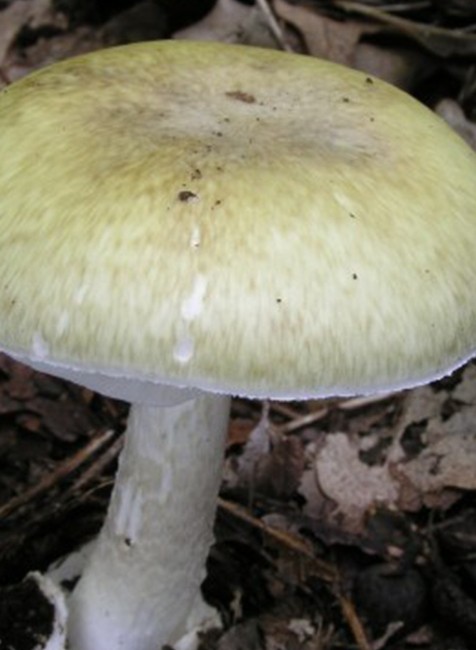 Muchotrávka zelená 