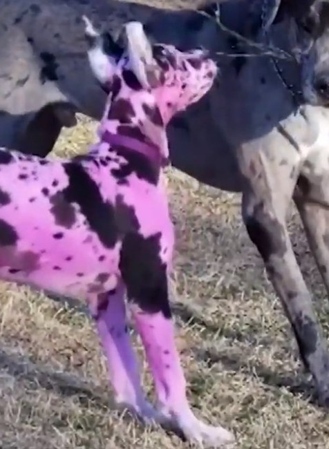 FOTO: Majiteľka nafarbila svoju dogu na ružovo. Dôvod vás zaskočí