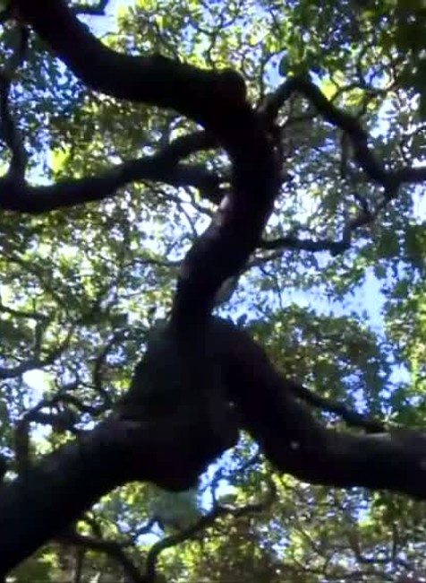 [multi] Strom kešu zaberá plochu väčšiu ako futbalové ihrisko. Láka turistov z celého sveta 2961