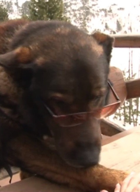 Psí záchranári na horách 