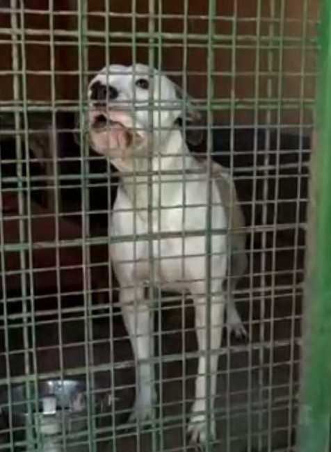 Pitbullka útočila na ostatné psy. Musela sa vrátiť naspäť do útulku