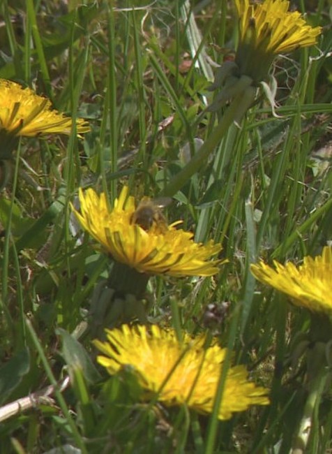 kvety il jar stormy kvet (1)