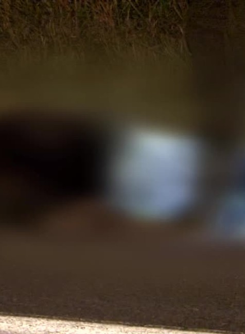 Zrazený medveď6575