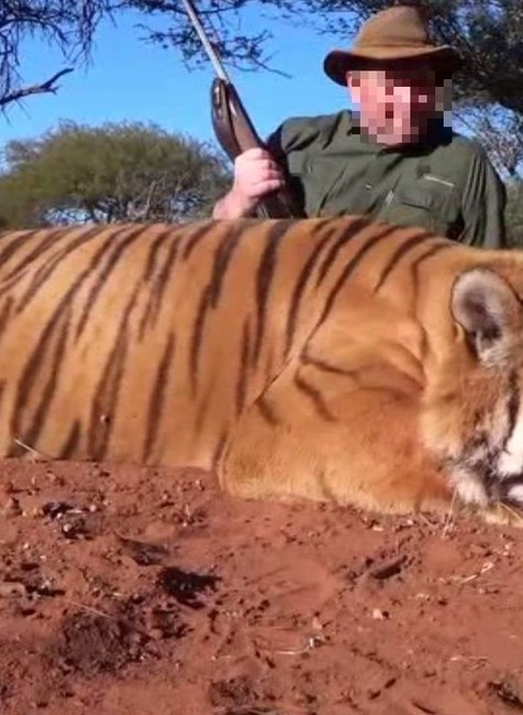 Ján bez povolenia ulovil tigra.