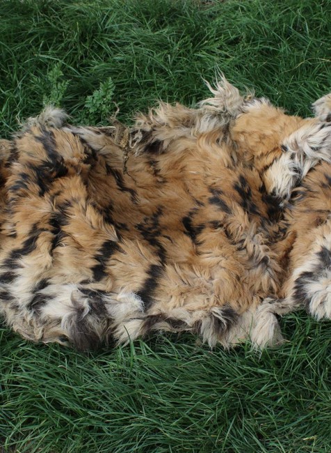 Razia v Prahe proti nelegálnemu obchodovaniu s tigrami