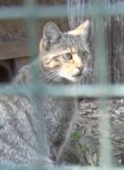 Netradične rozsiahle pátranie  po mačke divej