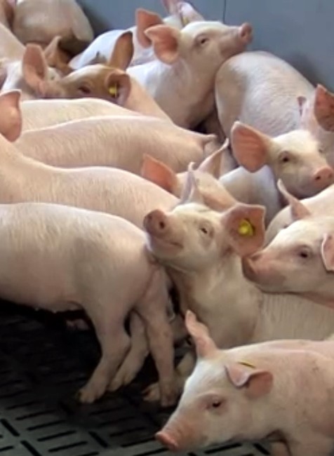 Africký mor zasiahol európske krajiny. Slovenský trh zaplavilo lacné mäso zo zahraničia