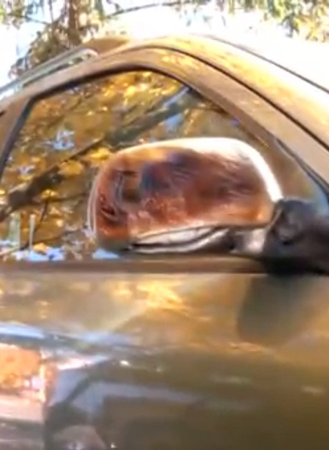 Kým ľudia spali, plamene na sídlisku pohltili tri autá