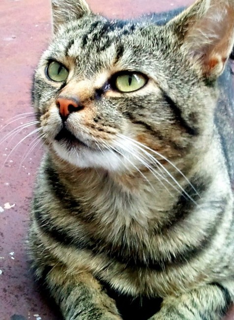 Micko stratený kocúrik mačka Zlaté Moravce