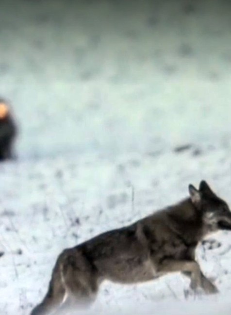 Svorka vlkov utekala o život. Mladíci ju naháňali na terénnom aute