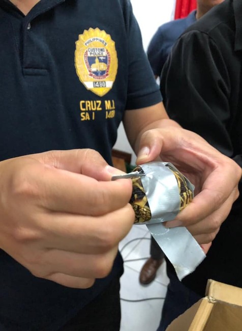 Polícia na letisku zadržala batožinu. Bolo v nich viac ako 1500 korytnačiek