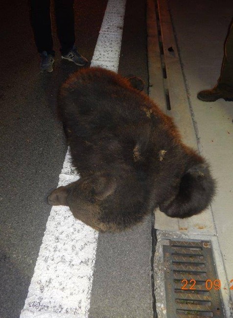 FOTO: Kuriózna zrážka. Na R2 pri Zvolene vbehol vodičovi pod auto medveď 