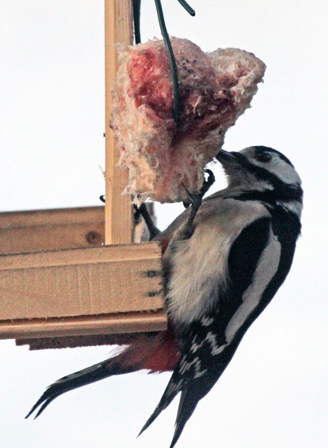 29112016_Prievidza_vtaky_5385437