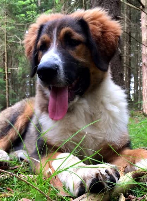 Počas prechádzky im zastrelili psa. Majiteľ podal trestné oznámenie6412