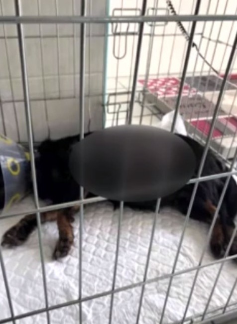 Vodič zrazil gravidnú fenku, ani nezastavil. U veterinárky zomrela