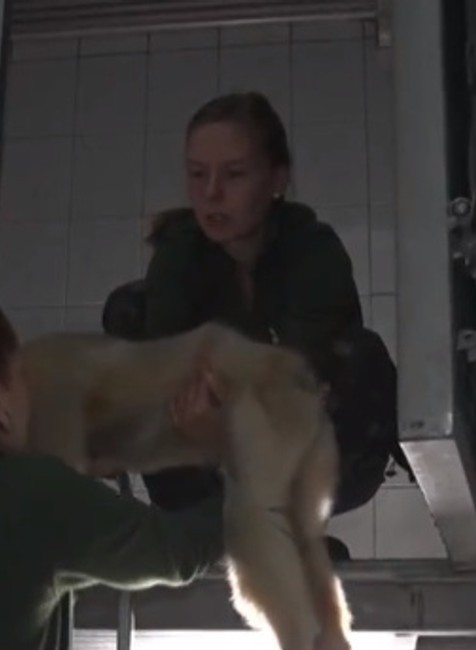 Brány bojnickej ZOO opustila samica gibona Kim. Putuje až do Ruska