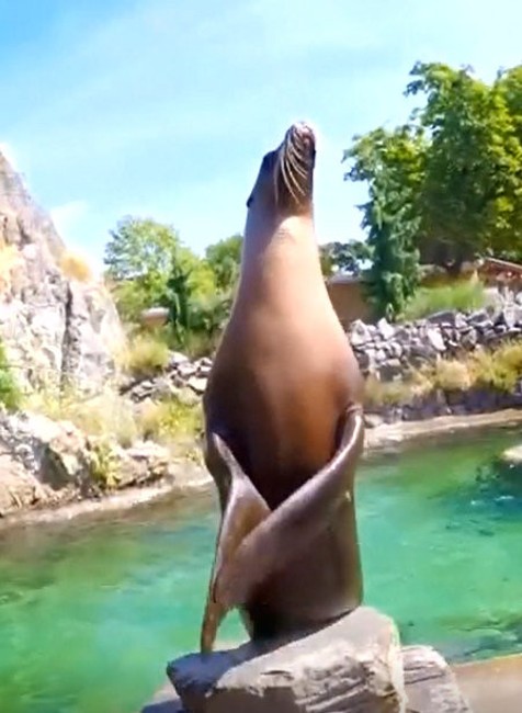 tulenie vystúpenie pre divákov zoo