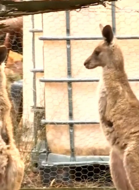 Klokan brutálne napadol svojich ošetrovateľov