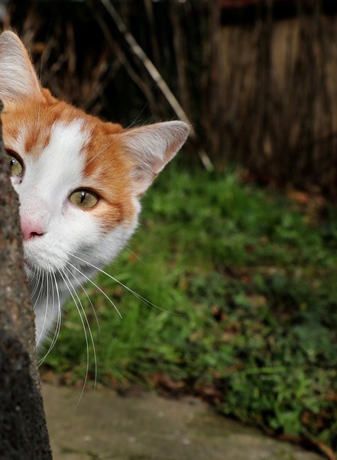 Croydonský zabijak mačiek